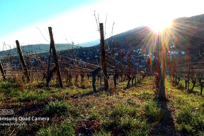 Alsace wine tour and medieval villages. Small group guided tour - Kientzheim and the final wine focus