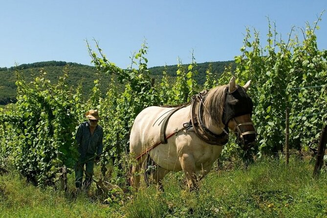 Alsace wine tour and medieval villages. Small group guided tour - What the $365.53 price buys you