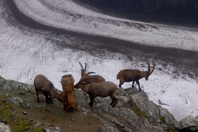 Attraction Ticket: Zermatt to Mount Gornergrat Summit - Who will enjoy this outing most