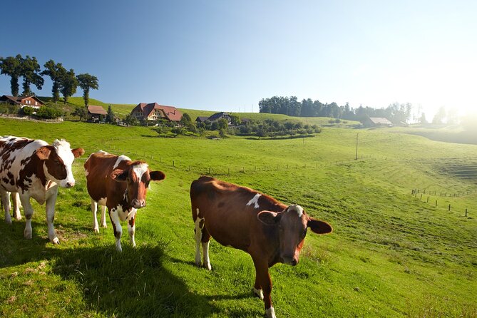 Bern Small-Group Day Trip from Zurich Including Cheese Tasting - What the $245.05 price really covers