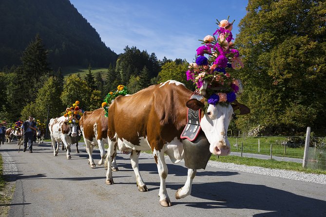 Berne the Capital and Cheese paradise Emmental (Private Tour) - What the private format is worth