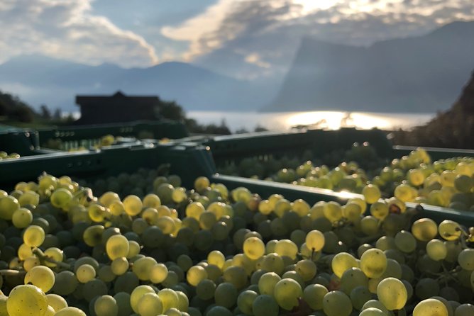 Cheese, Chocolate and Wine in the Bern Region from Luzern - A long Swiss day beginning in Lucerne