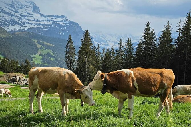 Easy countryside tour in Swiss Alps - kids friendly - From Lauterbrunnen Station to the Wengen Hillside