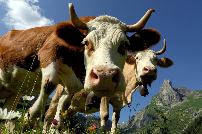 Eiger and Jungfrau Panorama Day Trip from Lucerne - Who Will Get the Most From This Trip?