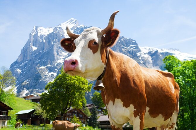 From Zurich: Rhine Falls, Chocolate and cheese factory (KTZ373) - Appenzeller Schaukäserei explains the cheese without a live production show