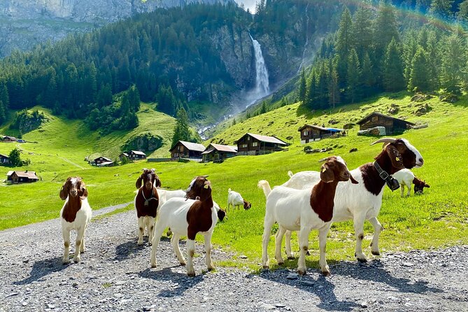 From Zurich: The most beautiful insider spots in Switzerland (private 1-day tour) - Lake Lucerne in Uri: palms below the peaks