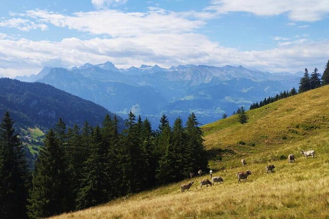 Full-Day Hiking Swiss Alps and Lake swim with Pick-up - Robbe’s guiding style and the personal touch
