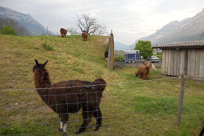 Interlaken Private Tour: Mountains Cows, Thun Lake, and Brienz Lake - Transport, Timing, and Group Comfort