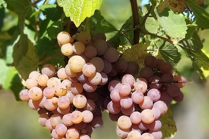 Pinot Noir & Pinot Wine Tour to Baden-Württemberg - From Basel to Baden-Württemberg at 9:00 a.m.