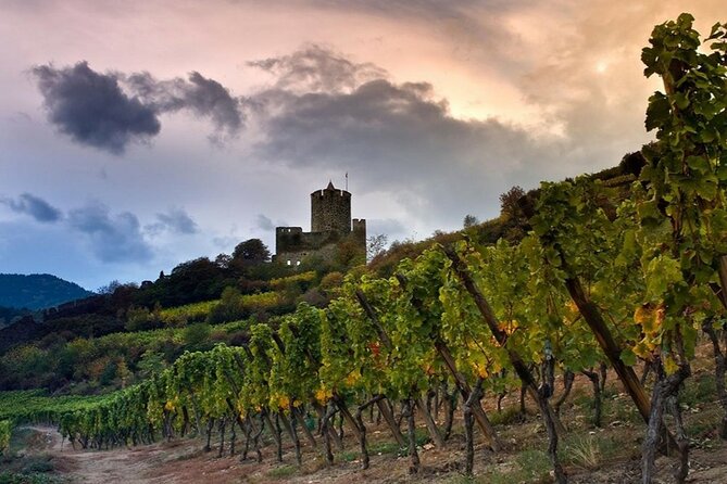 Pinot Noir & Pinot Wine Tour to Baden-Württemberg - A possible vineyard walk at Kaiserstuhl Lavendel GbR