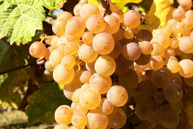 Pinot Noir & Pinot Wine Tour to Baden-Württemberg - What the $379.80 price really buys