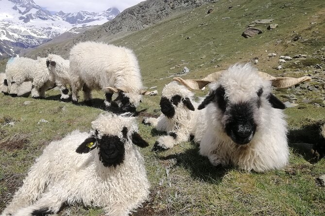 Private Mt. Gornergrat and Zermatt Tour - Who will get the most from this day