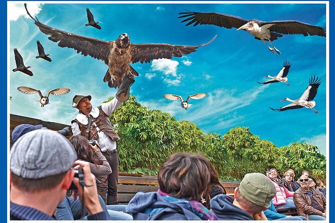 Skip the Line: Falconeria Locarno Ticket - The language issue for English-speaking visitors