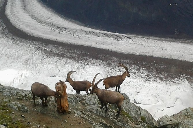 Zermatt & Mt. Gornergrat Small Group Day Trip from Bern - The morning train from Bern to Visp