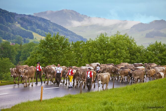 Zurich Open Top Bus, Chocolate and Cheese Factory Tour Appenzell - Appenzeller Schaukäserei and the cheese-making question